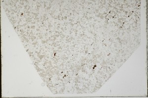 Plane Polarized, S66008