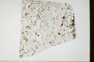 Plane Polarized, S66008/B