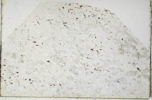 Plane Polarized, S66011/A