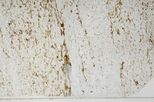 Plane Polarized, S66059