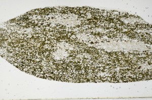 Plane Polarized, S66135