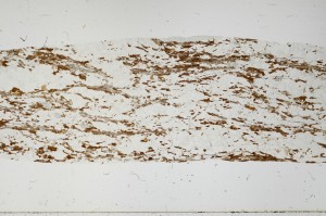 Plane Polarized, S66137
