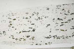 Plane Polarized, S67011