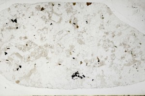 Plane Polarized, S67029