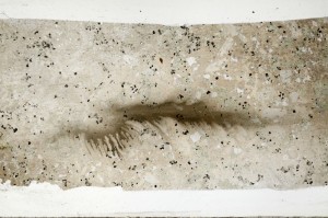 Plane Polarized, S67126