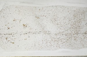 Plane Polarized, S67156