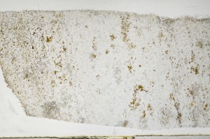 Plane Polarized, S67162
