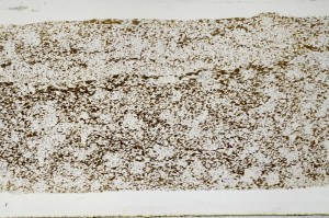 Plane Polarized, S67164