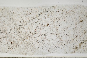 Plane Polarized, S67165