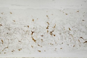 Plane Polarized, S67173