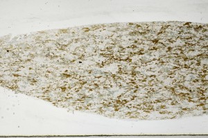 Plane Polarized, S67189