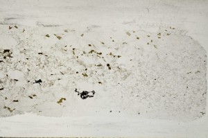 Plane Polarized, S67208