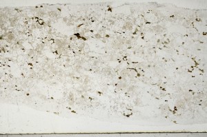 Plane Polarized, S67216