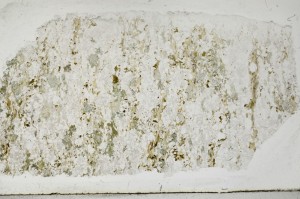 Plane Polarized, S67220