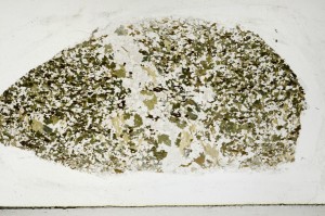 Plane Polarized, S67222