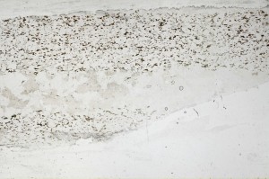 Plane Polarized, S67226