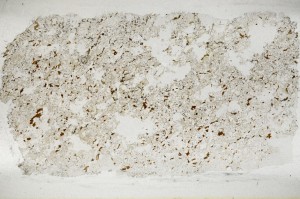 Plane Polarized, S67235