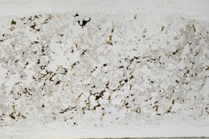 Plane Polarized, S67236