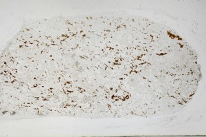 Plane Polarized, S67239