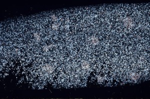 Cross Polarized, S67327/A