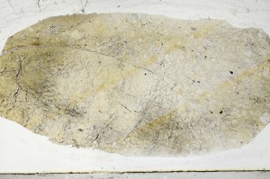 Plane Polarized, S67394