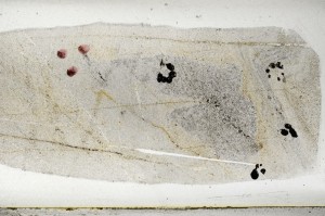 Plane Polarized, S67401