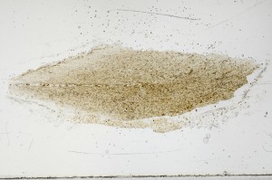 Plane Polarized, S67407
