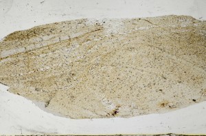 Plane Polarized, S67410