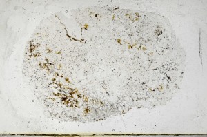 Plane Polarized, S67412