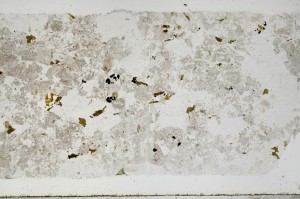 Plane Polarized, S67476