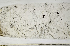 Plane Polarized, S67485