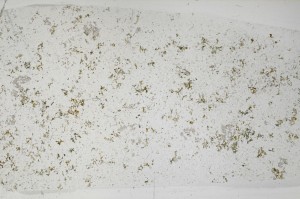 Plane Polarized, S67579