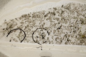 Plane Polarized, S67636