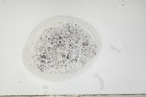 Plane Polarized, S67664