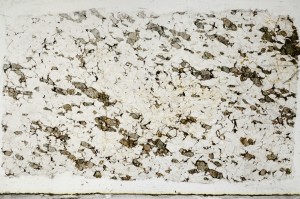 Plane Polarized, S67675