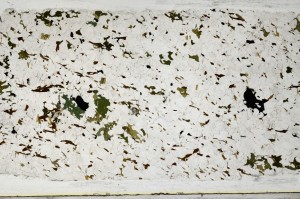 Plane Polarized, S67677