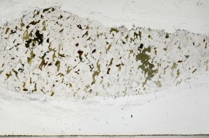 Plane Polarized, S67678