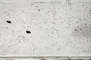 Plane Polarized, S67683