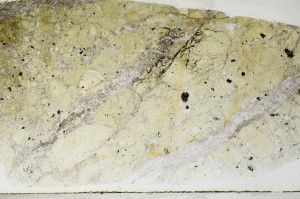 Plane Polarized, S67735