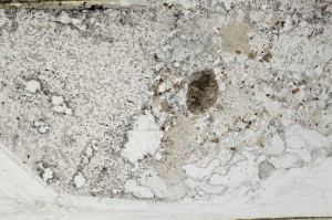 Plane Polarized, S67836