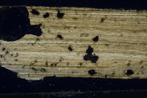 Cross Polarized, S67839