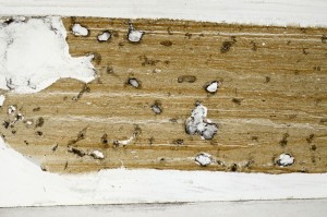 Plane Polarized, S67839