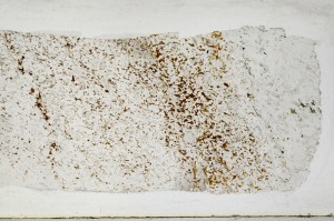 Plane Polarized, S67925