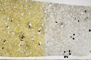 Plane Polarized, S68168