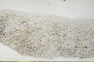 Plane Polarized, S68363