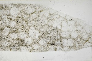 Plane Polarized, S68364