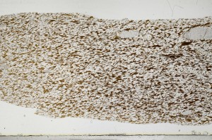 Plane Polarized, S68369