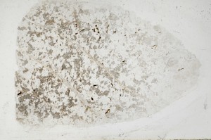 Plane Polarized, S68374