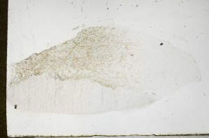 Plane Polarized, S68375