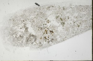 Plane Polarized, S68377